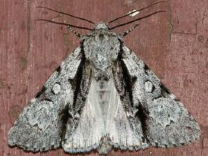 Acronicta funeralis