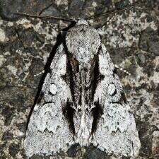 Acronicta funeralis