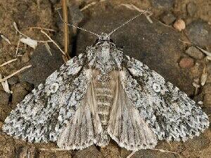 Acronicta marmorata