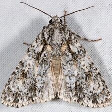 Acronicta marmorata