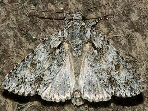 Acronicta marmorata