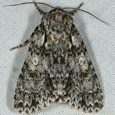 Acronicta marmorata