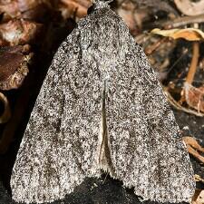 Acronicta impleta