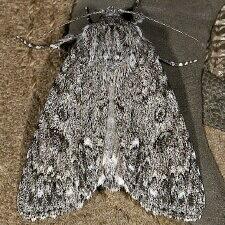 Acronicta impleta