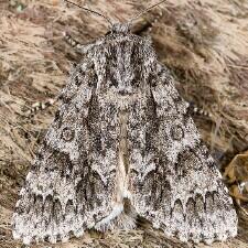 Acronicta impressa