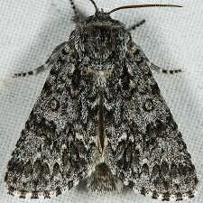 Acronicta impressa