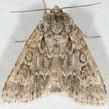 Acronicta impressa