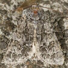 Acronicta impressa