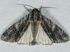 Acronicta perdita