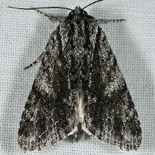 Acronicta perdita