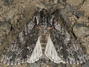 Acronicta perdita