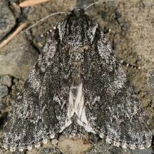 Acronicta perdita