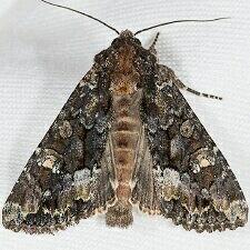 Apamea amputatrix