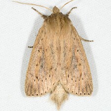 Globia oblonga