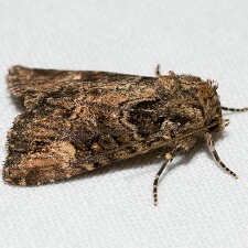 Aseptis binotata