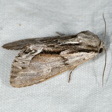 Hyppa indistincta