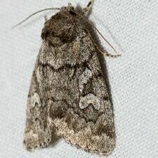 Cosmia elisae