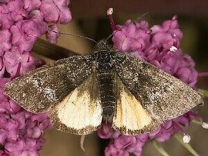 Annaphila arvalis