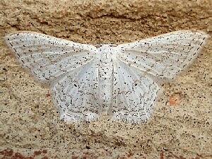 Idaea tacturata