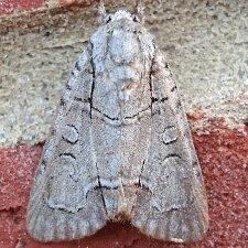 Acronicta radcliffei