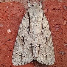 Acronicta lobeliae