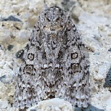 Acronicta impleta