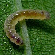 Caloptilia fraxinella