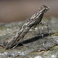 Caloptilia fraxinella