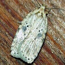 Agonopterix canadensis