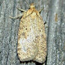 Agonopterix flavicomella