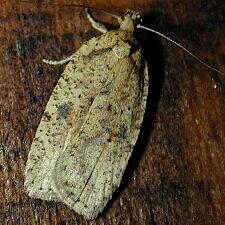 Agonopterix flavicomella