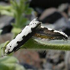 Ethmia bipunctella