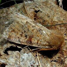 Orthosia rubescens