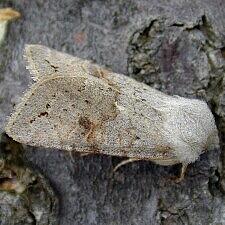 Orthosia revicta