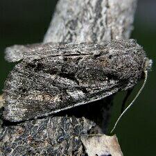 Orthosia segregata