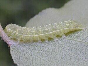 Orthosia hibisci