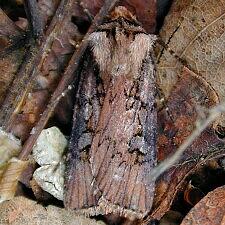 Agrotis obliqua