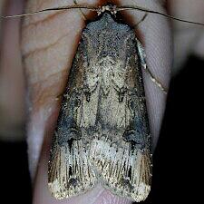 Agrotis ipsilon