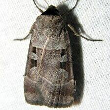 Agnorisma bugrai