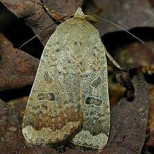 Abagrotis alternata