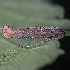 Coleophora limosipennella