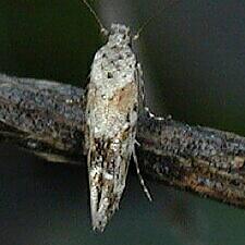 Mompha stellella