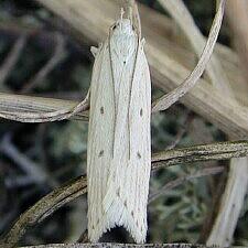 Helcystogramma fernaldella