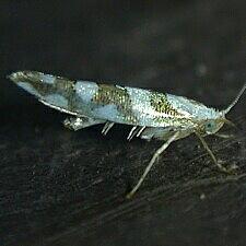 Argyresthia calliphanes