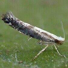 Argyresthia conjugella