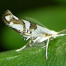 Argyresthia oreasella