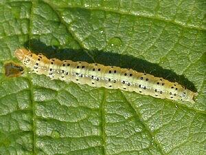 Choreutis diana