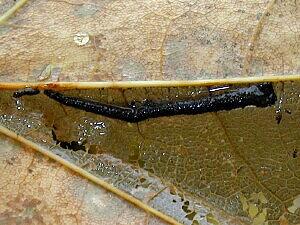 Catastega aceriella