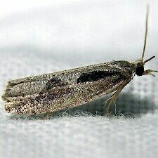 Epinotia lindana