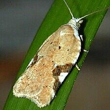 Acleris cervinana